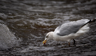 seagull in the water