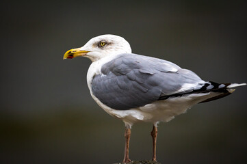 portrait of a gull