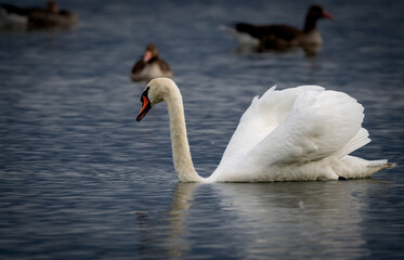 swan on the lake