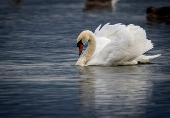 swan on the lake