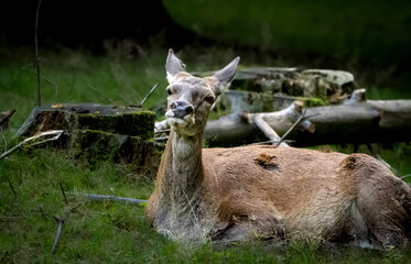 deer in the woods