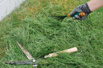 Cleaning up the grass with a rake, gardener raking the grass with a rake