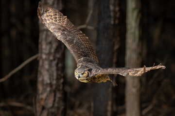 Great Horned Owl Flying