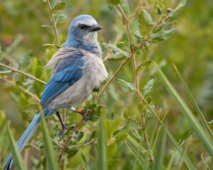 Scrub Jay