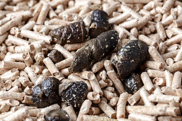 Photo for clean the cat shit for every morning, necessary for healthy cat in house.Cleaning cat poop in a toilet.