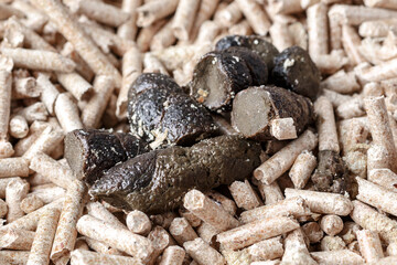 Photo for clean the cat shit for every morning, necessary for healthy cat in house.Cleaning cat poop in a toilet.