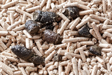 Photo for clean the cat shit for every morning, necessary for healthy cat in house.Cleaning cat poop in a toilet.