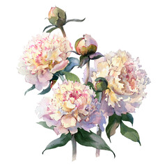 Bouquet of peonies, watercolor, can be used as greeting card, invitation card for wedding, birthday and other holiday.
