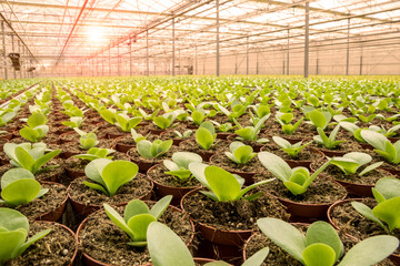 Industrial greenhouse with rows of cultivation.