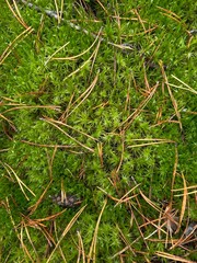 green moss on the ground