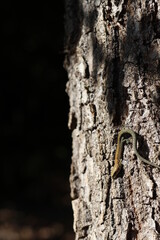 Waldeidechse sonnt sich 