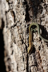 Waldeidechse sonnt sich 