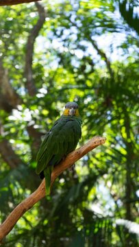 Vertical shot of an orange winged amazon parrot (Amazona amazonica) sitting on a branch