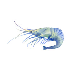 Watercolor illustration blue shrimp isolated on white