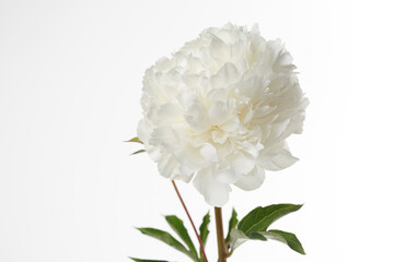 White peony flower isolated on white background.