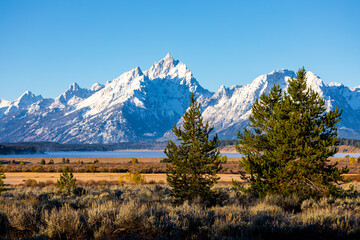 Forest inside Willow Flats with background of Grand Teton.