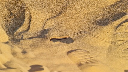 Obraz premium footprint in sand