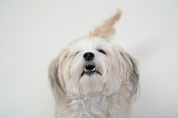 Rassehund hund hunderasse weiß langes fell klein malteser