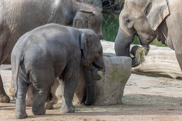 Obraz premium Elefantenfamilie beim Frühstück