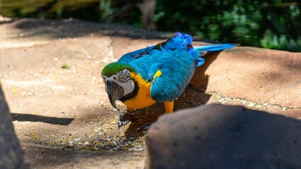 Blue-and-yellow macaw (Ara ararauna) standing on the ground on a sunny day © Morada Nômade/Wirestock Creators