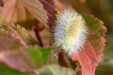 Raupe des Buchenstreckfuss makro im Herbst