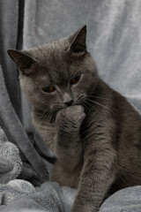 The British cat is washing himself. Cat on a gray background.