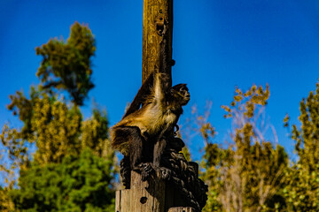 a small black monkey on a wooden pole