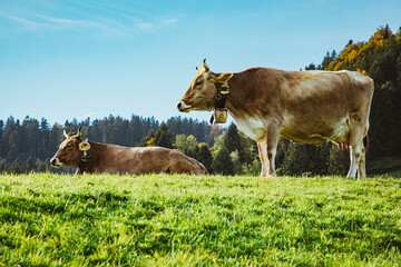 Kühe mit Hörner auf der Weide, Weidekühe, Weidekühe im Allgäu mit Kuhglocke