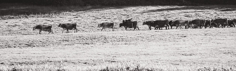 Kühe auf der Wiese, headergeeignet, Milchkühe auf der Weide