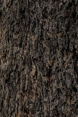Fototapeta premium bark of a tree close up