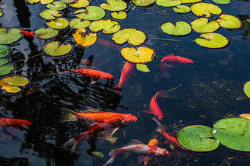 fish swimming in a pond