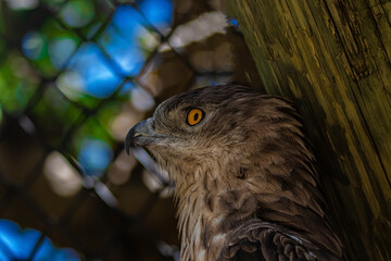 close up of a bird hawk
