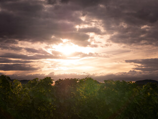 Weinberge im Sonnenuntergang