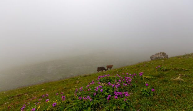 Ispir Bilder Durchsuchen 184 Archivfotos, und Videos