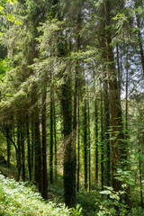 View of the forest and landscape Hautes-Pyrenees, France.