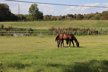 horse and foal