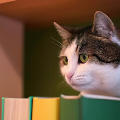 Kot siedzący na książkach.