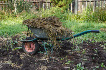 Wheelbarrow with cattle manure. wheelbarrow full of straw and manure. wheelbarrow standing in the...