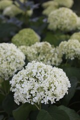 white hydrangea flowers