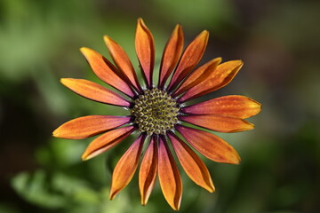 orange flower in the garden, makro, petals