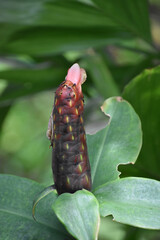 Petals Emerging From a Tropical Flower into a Blossom