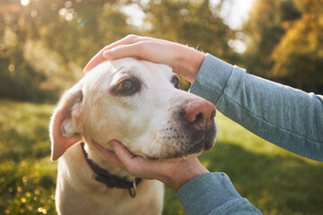 Man stroking his old dog during autumn sunny day. Loyal labrador retriever looking up to his owner..