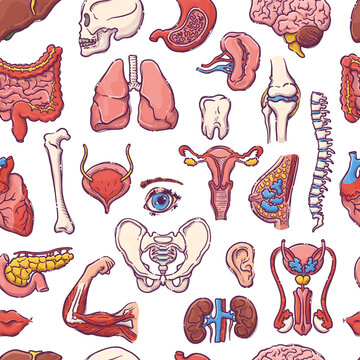 Humans and animals internal organs. Seamless pattern of body parts on a medical theme for posters, leaflets, books, stickers. Human organ anatomy set. Vector hand drawn style illustration.