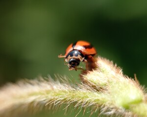 ladybug