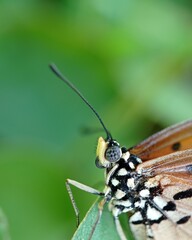 The eyes of butterfly