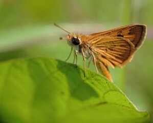 Obraz premium a small butterfly or borbo cinnara