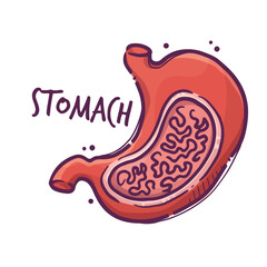 Stomach. Humans and animals internal organs. Medical theme for posters, leaflets, books, stickers. Human organ anatomy. Vector hand drawn style illustration.