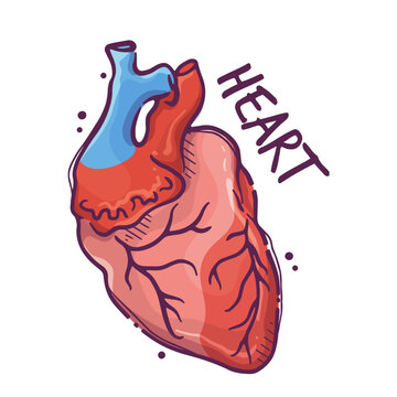 Heart. Humans and animals internal organs. Medical theme for posters, leaflets, books, stickers. Human organ anatomy. Vector hand drawn style illustration.