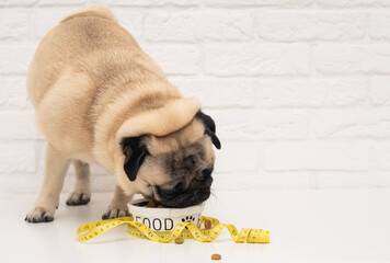 A cute pug eats from a bowl wrapped with yellow measuring tape near a white brick wall. The concept...