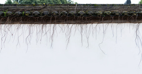 Vines growing on the roof of Chinese traditional building